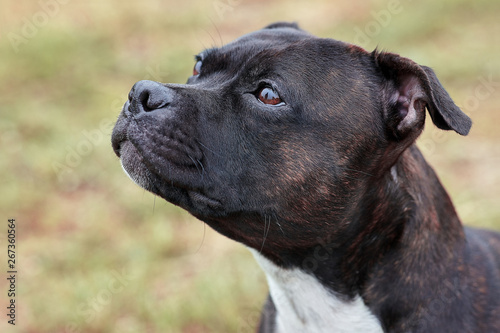 Beautiful dog of Staffordshire Bull Terrier breed, dark tiger color with melancholy look, close up portrait of cuty dog female. Outdoors, copy space.