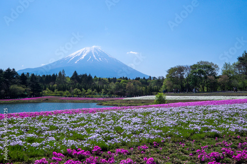 山梨 富士芝桜まつり