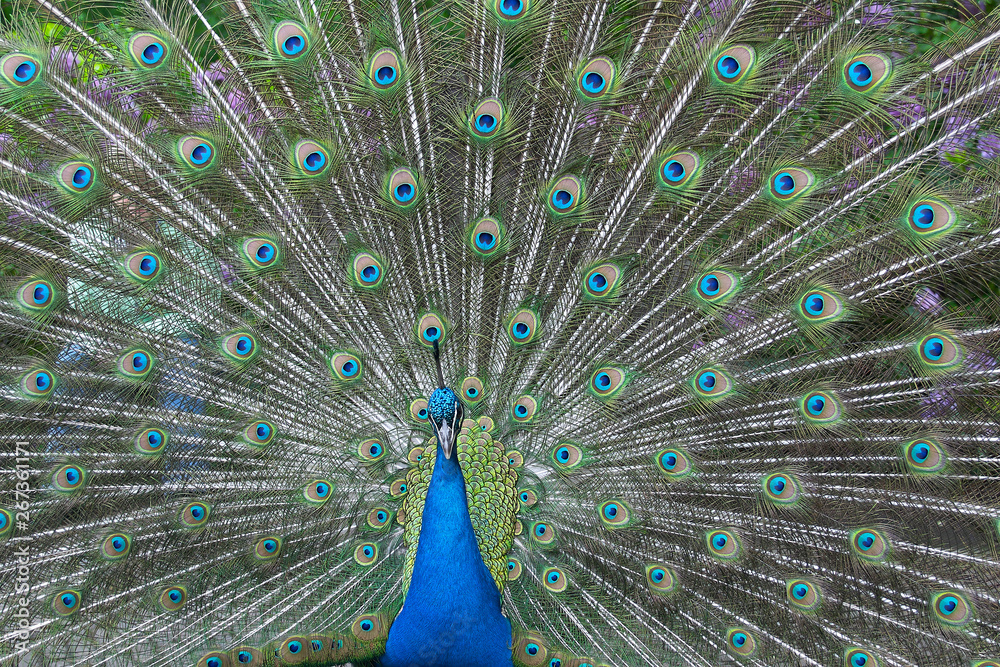 Obraz premium Peacock with open tail feathers
