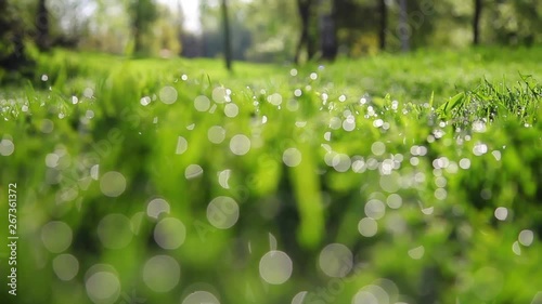 Green grass with dew drops in defocus. Wiring 5