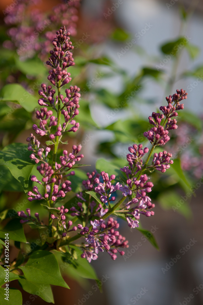 Syringa. Lilac branch with unopened buds on the background of foliage. Syringa. Lilac branch with unopened buds on the background of foliage.