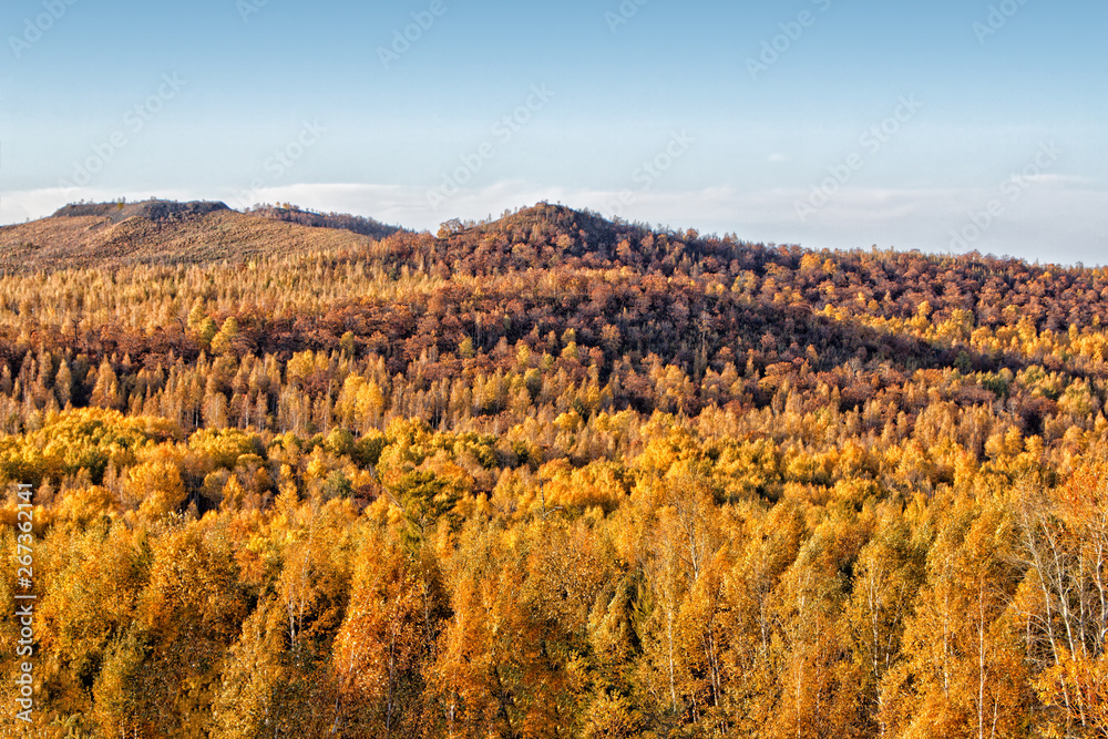 Naklejka premium Autumn panorama of hills with yellow trees