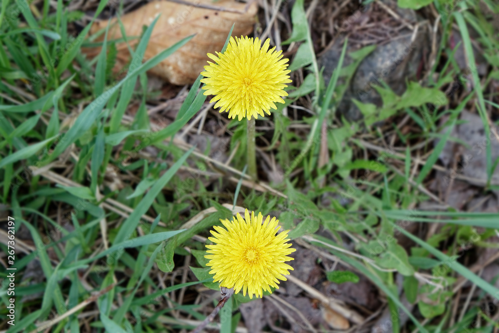 The first spring sunny flowers dandelions in the grass The first spring sunny flowers dandelions in the grass