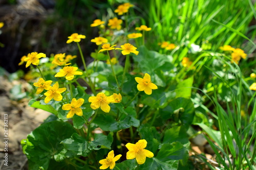 Bright yellow swamp flowers. The marshmallow  lat. Caltha palustris  is a herbaceous perennial plant of the family Ranunculaceae  Ranunculaceae . Close up.