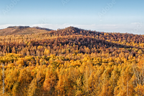 Autumn panorama of hills with yellow trees