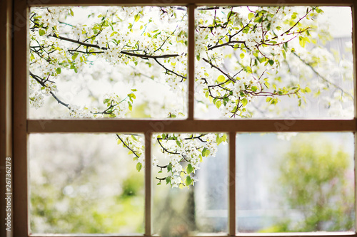 Closeup of modern white lace curtains with view through glass window on garden in spring or summer with sakura  cherry blossom flowers tree