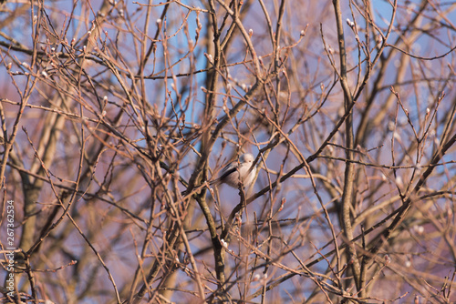 tit sits on branches at sunset in spring