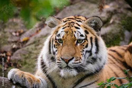 Siberian tiger panthera tigris altaica