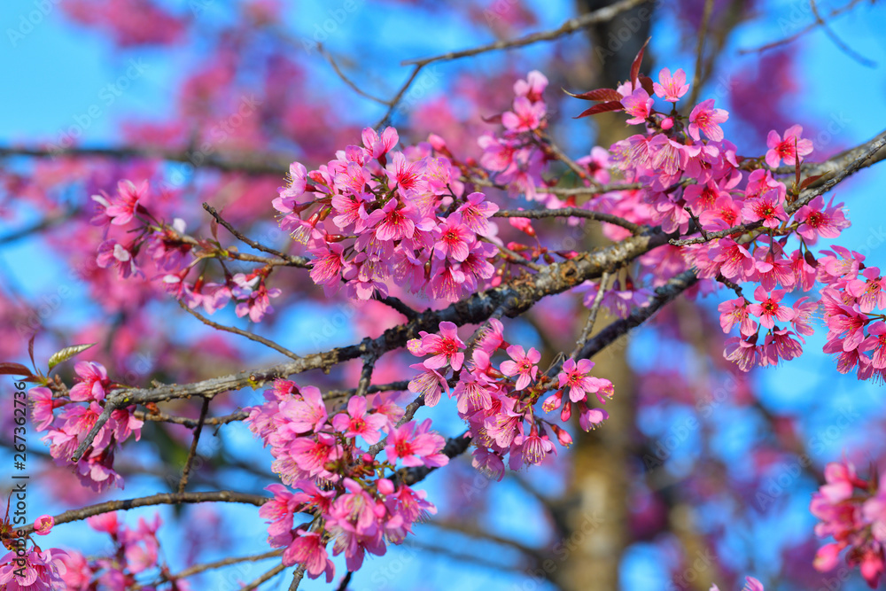 Beautiful of close up Wild Himalayan Cherry. Pink Thai Cherry blossom in tropical forest in northern Thailand. Beautiful of close up Wild Himalayan Cherry. Pink Thai Cherry blossom in tropical forest in northern Thailand.