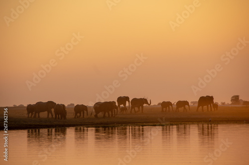 Elephants silhouette at golden dusk  - Chobe National Park  Botswana