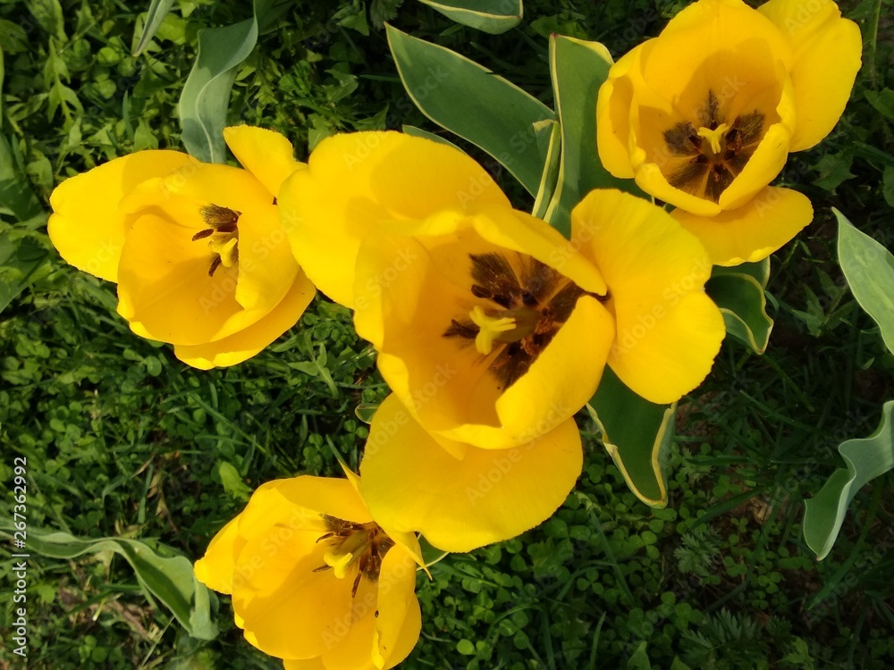 Yellow and multicolored tulips. Spring flowers grow at their summer cottage. Blooming flowers, beauty and nature. Yellow and multicolored tulips. Spring flowers grow at their summer cottage. Blooming flowers, beauty and nature.