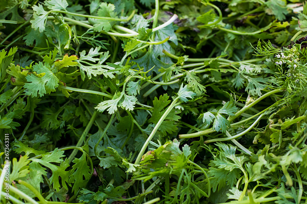 Naklejka premium Green coriander Leaves, agriculture and food concept, can be used as a background