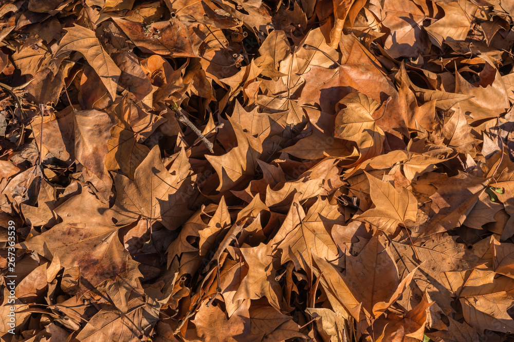 brown maple leaf in autumn brown maple leaf in autumn