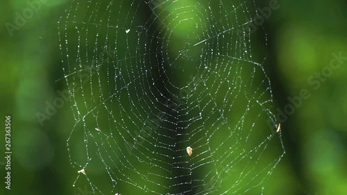 Cobwebs in the forest with dew drops.