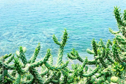 Cacti on the background of the blue sea. Greece. Concept- vacation, tourism, travel.