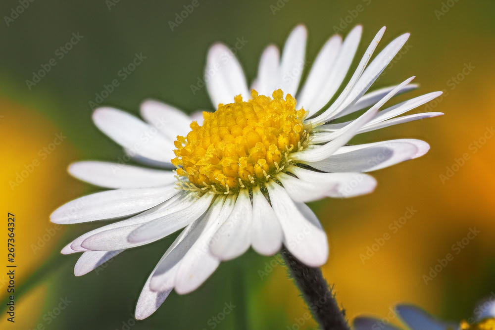 Fototapeta premium Gänseblümchen nahaufnahme