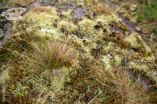 Moss covers the rocky shore of the White Sea