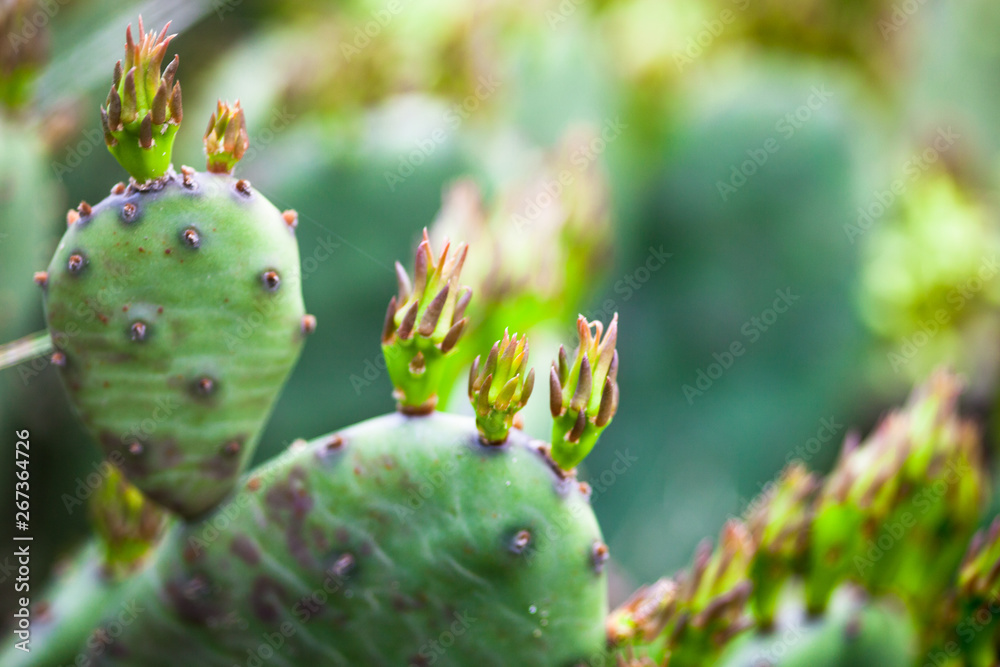 Cactus. Succulent plant. Cactus. Succulent plant.