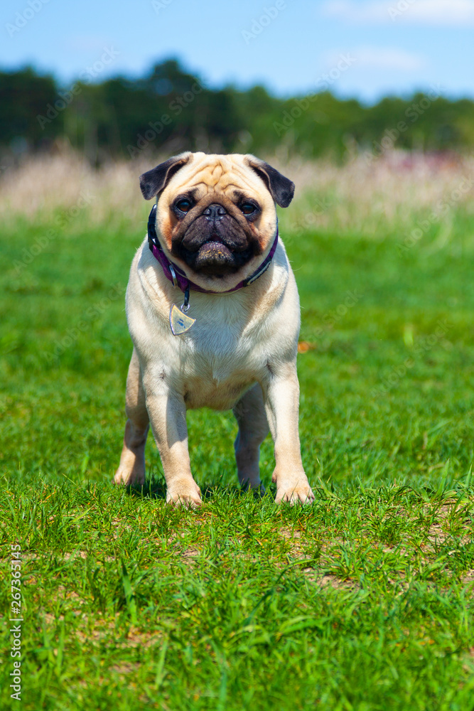 Pug dog stands on green grass.