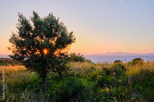 The sun shines through a tree up on a hill with the sea and mountains in the background