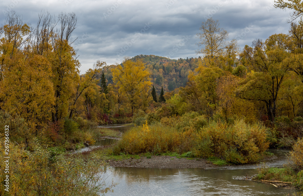 The mountain river flows through the autumn forest. In the background are mountains and a cloudy sky.