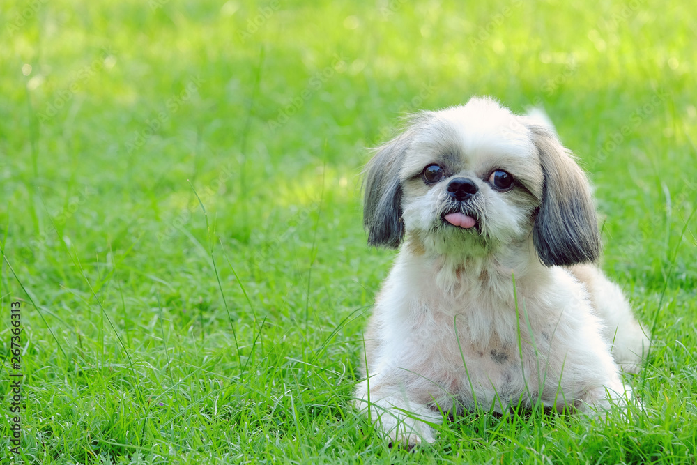 Young Shih Tzu dog, long tongue and doubtful, sitting on fresh green field Young Shih Tzu dog, long tongue and doubtful, sitting on fresh green field