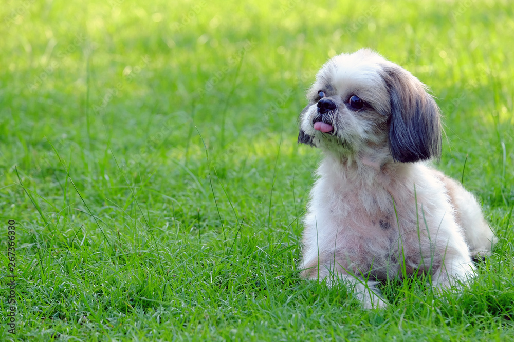 Young Shih Tzu dog sitting and leaning out the head curiously on fresh green grass field