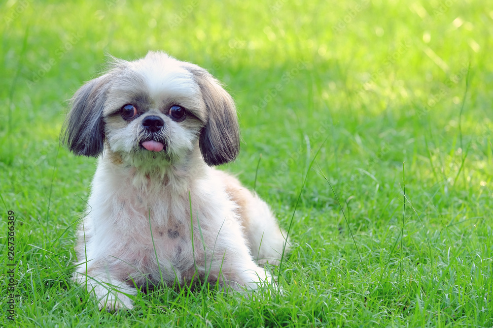 Young Shih Tzu dog, long tongue and doubtful, sitting and looking straight on fresh green field
