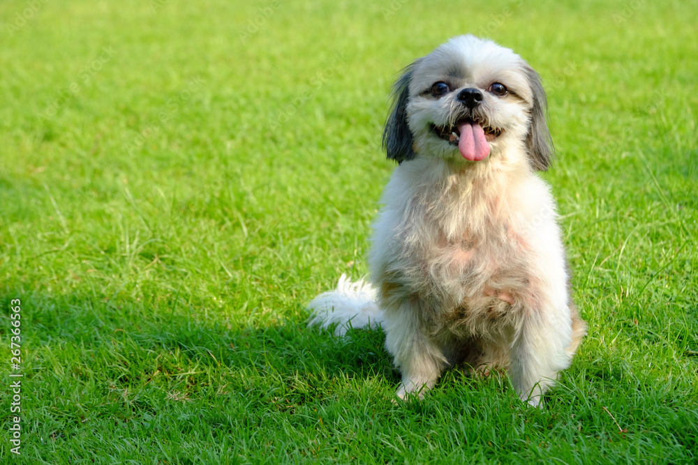 Young Shih Tzu dog, long tongue and happy mood, standing on fresh green field