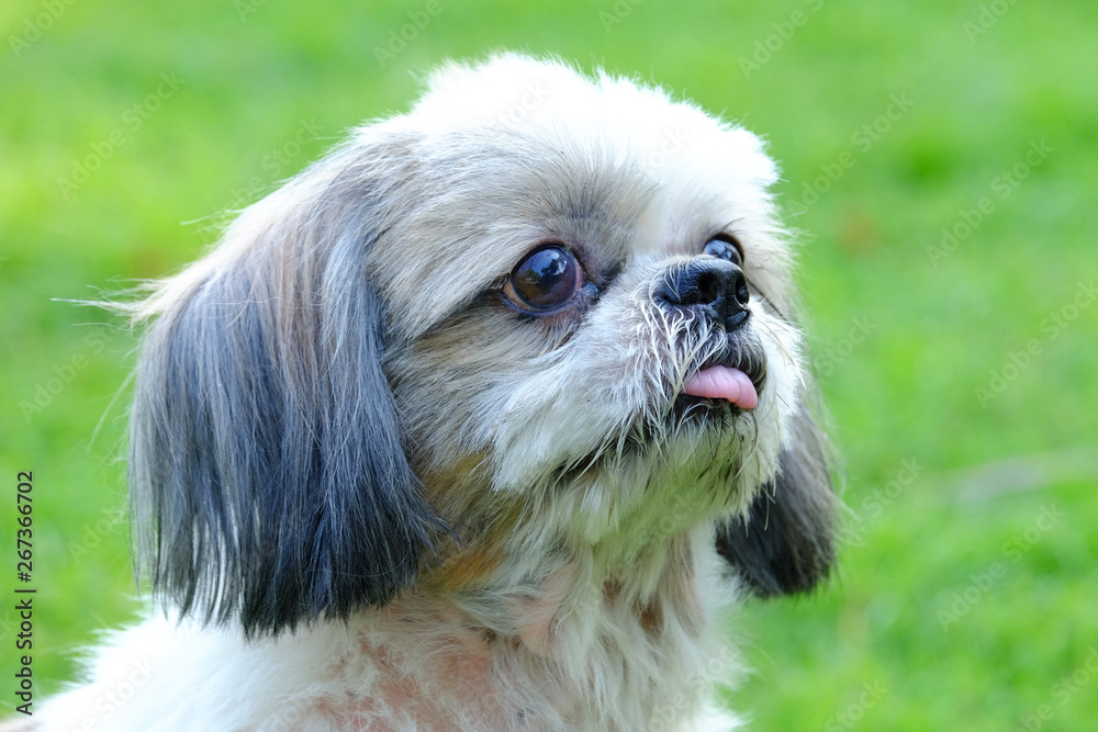 Innocent face of young Shih Tzu dog, long tongue and doubtful, on fresh green field Innocent face of young Shih Tzu dog, long tongue and doubtful, on fresh green field
