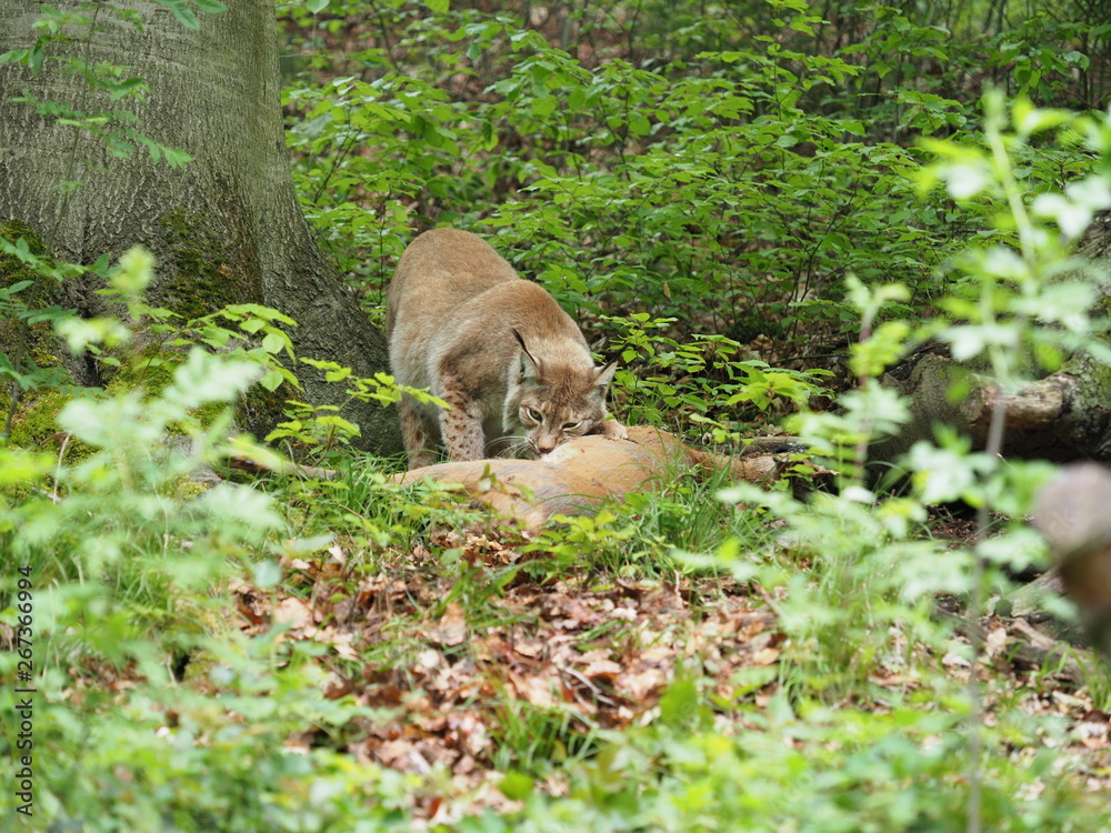 Obraz premium Luchs frisst erbeuteten Rehbock
