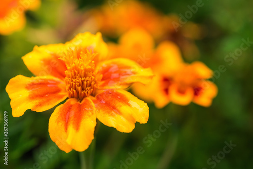 Greeting card with close-up of tagetes flower