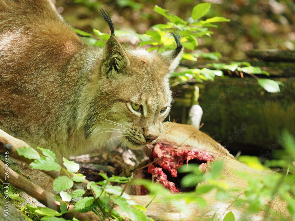 Fototapeta premium Luchs frisst Reh