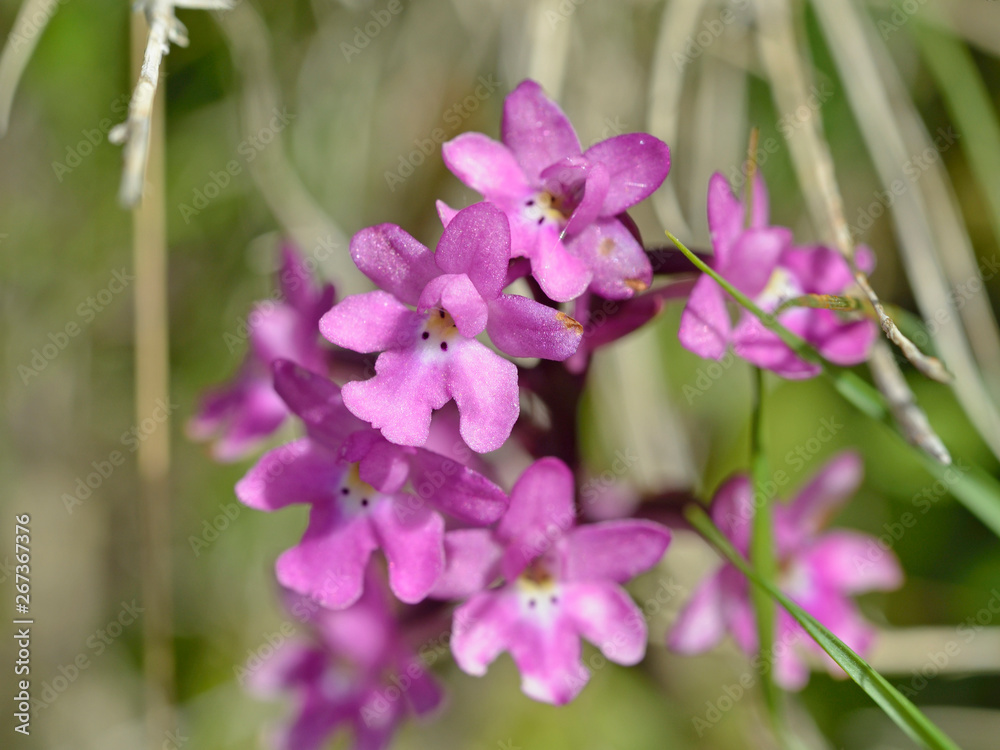 Fototapeta premium Four-spotted Orchis (Anacamptis quandripunctata), Crete 