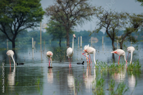 Greater flamingo flock in natural habitat in early morning hour during monsoon season. beautiful nature paining created by these flamingos with reflection in water at keoladeo national park, bharatpur photo