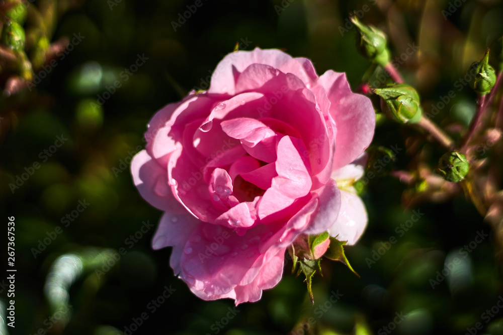 Pink rose in the grass Pink rose in the grass