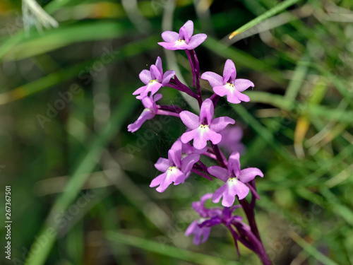 Four-spotted Orchis (Anacamptis quandripunctata), Crete 