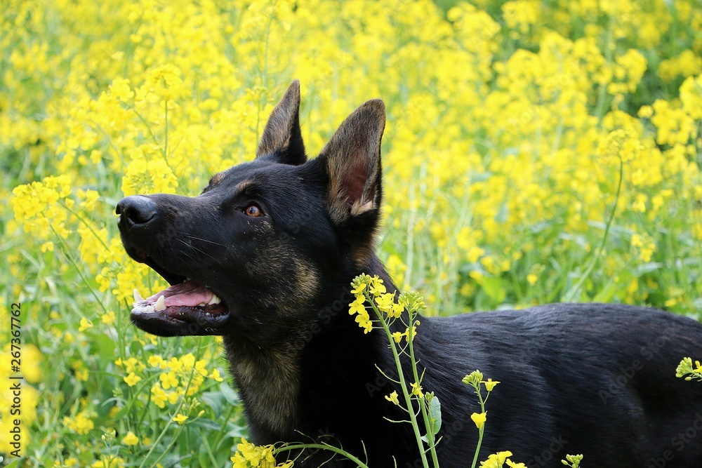 black german shepherd head portrait in a rape seed field black german shepherd head portrait in a rape seed field