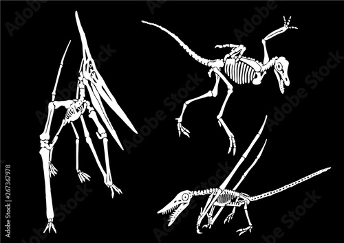Graphical set of pterodactyl skeletons isolated on black ,vector illustration,tattoo.