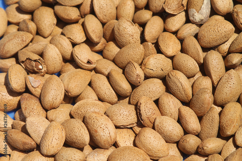 Pile of unshelled almond nuts Pile of unshelled almond nuts