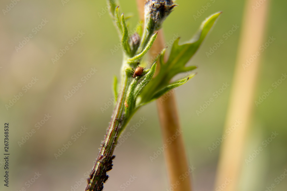 Grüner Zweig Grüner Zweig