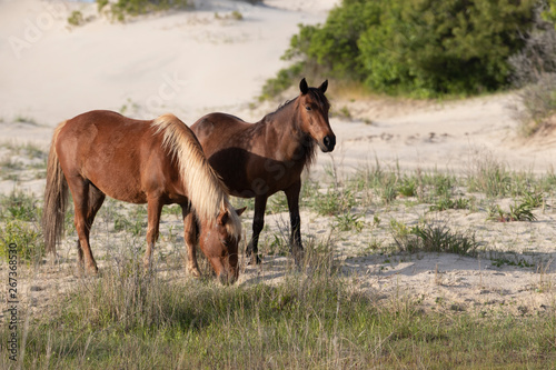Wild Horses on the Northern End of the Outer Banks in the Sand Dunes at Corolla North Carolina