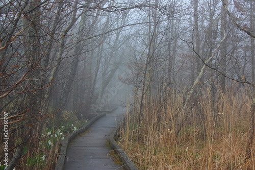 霧の林の小路