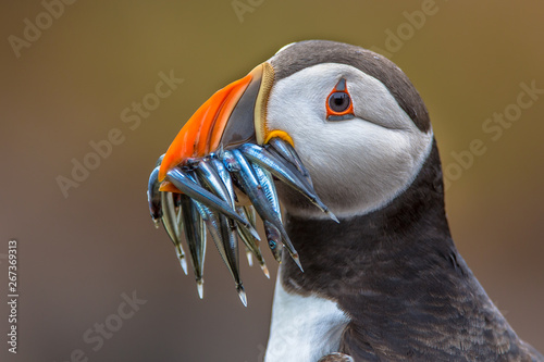 Canvas Print Puffin with beak full of fish