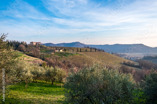 Spring sunset in the vineyards of Collio Friulano