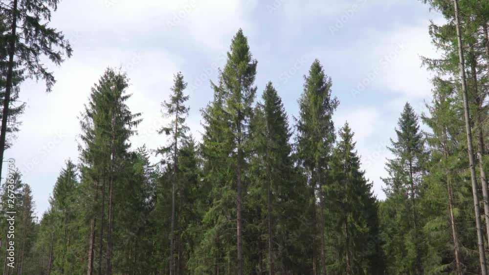Static shot of pine trees moving slowly in wind against blue sky in dense forest scenery. Static shot of pine trees moving slowly in wind against blue sky in dense forest scenery.