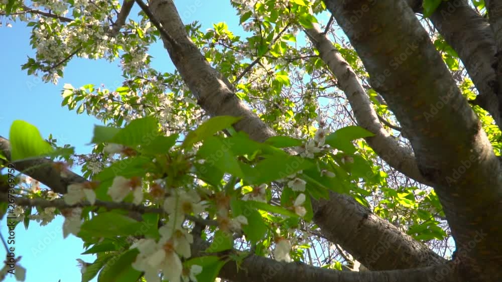 Pull back through Sakura tree branches & small white decorative blossom flowers against sunny, blue sky. Pull back through Sakura tree branches & small white decorative blossom flowers against sunny, blue sky.