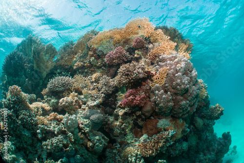 Fototapeta Naklejka Na Ścianę i Meble -  Beautiful coral