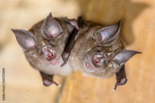 Tablou Canvas Two Greater horseshoe bat