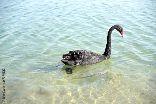 Black swans swimming in the Al Qudra lakes, Dubai, United Arab Emirates photo